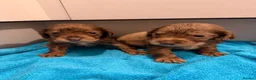 Cocker Spaniel dogs for sale: Cocker spaniel puppies  - Advert 14