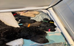 Mixed Breed dogs for sale: Gorgeous Ultimate Doodles! - Image 4