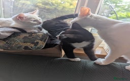 Domestic Shorthair cats for sale: Our last Girl, Playfull & loving, Well handled* - Image 4