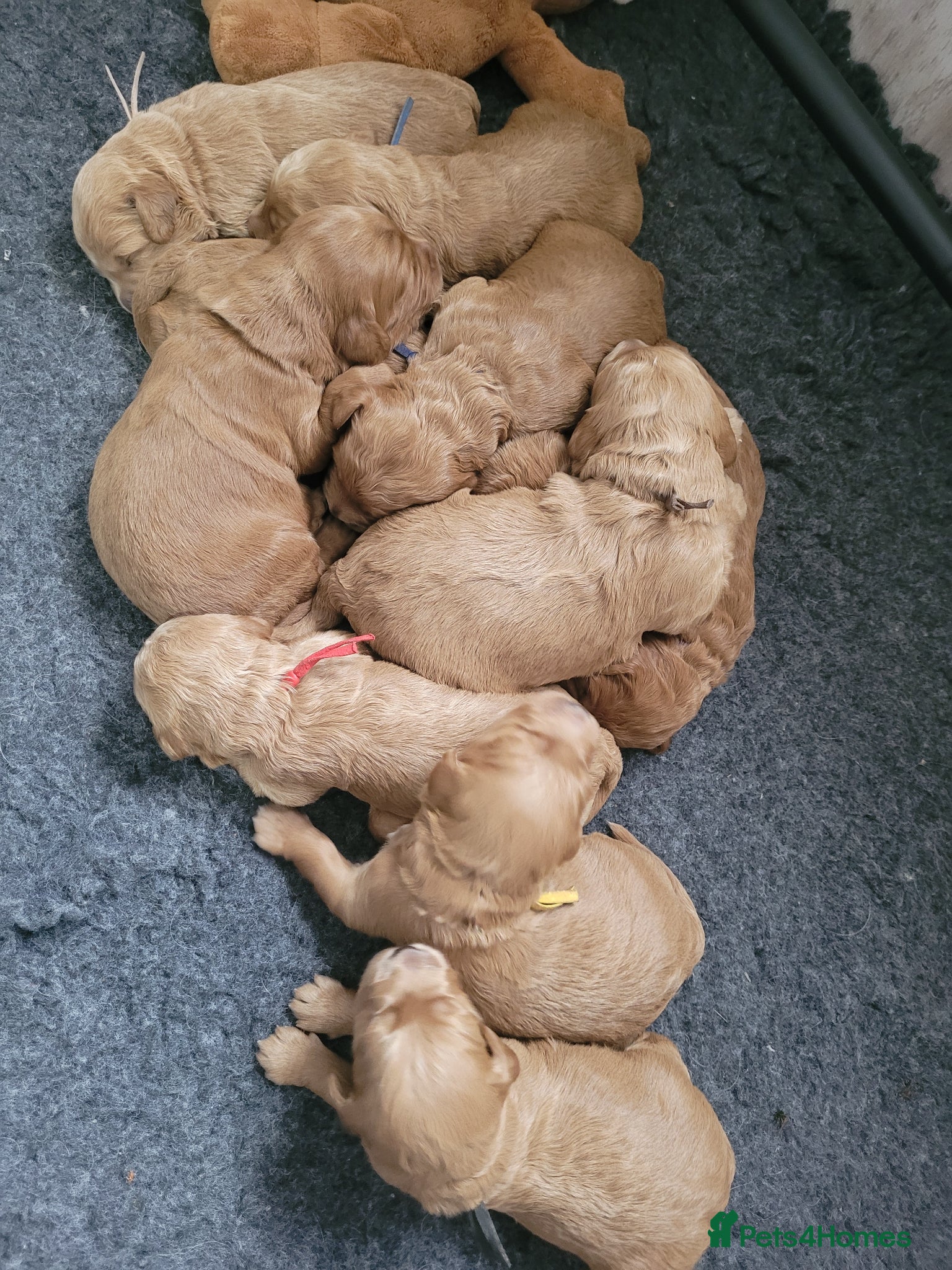 Goldendoodle dogs Gorgeous Goldendoodles  - Advert 11