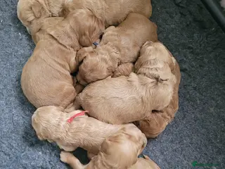 Goldendoodle dogs Gorgeous Goldendoodles - Advert 11