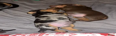 Miniature Dachshund Puppy 2