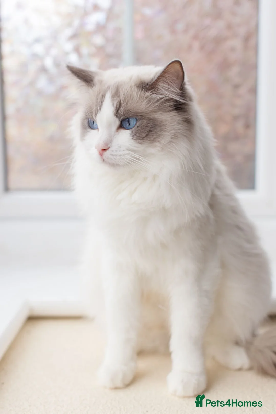 Ragdoll cats for sale: Ragdoll Female Looking for a Loving Forever Home - Advert 8
