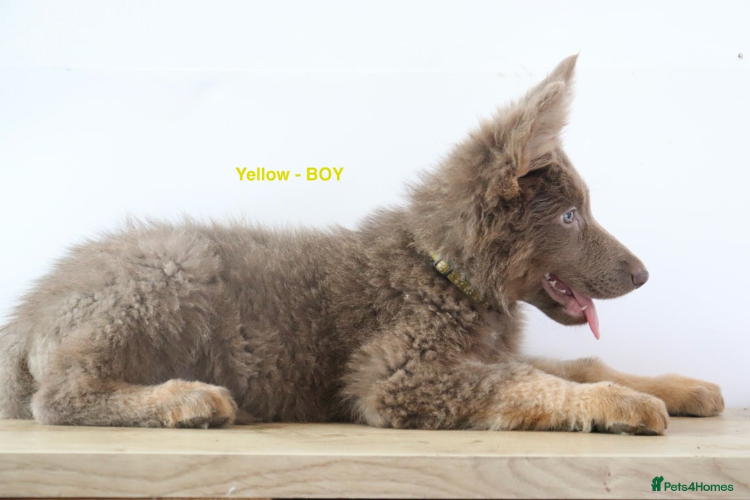 German Shepherd dogs for sale: German Shepherd puppies - Image 19