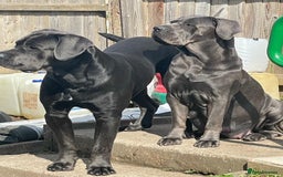 Cane Corso dogs for sale: Stunning cane corso puppies £800  - Image 5