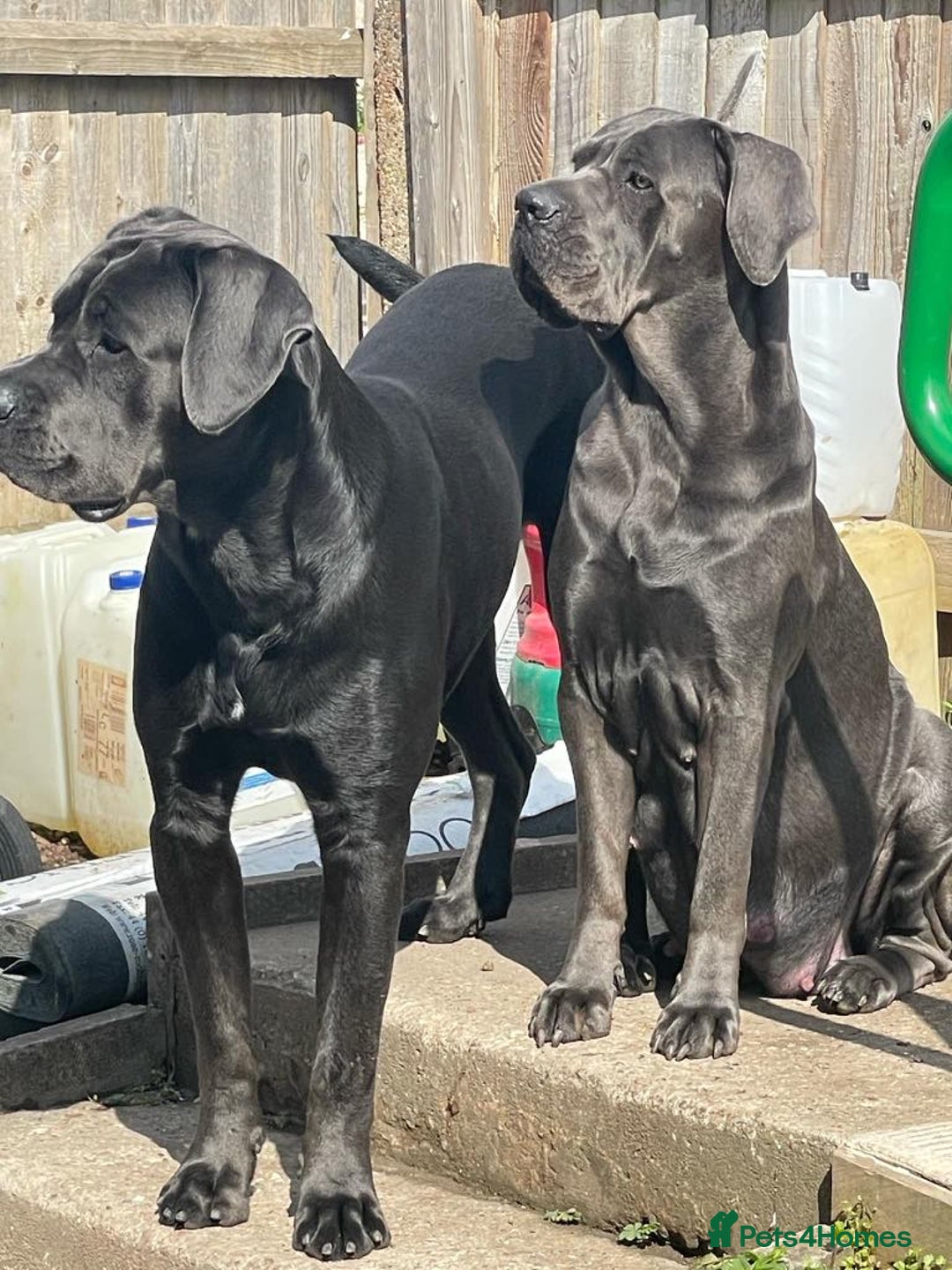 Cane Corso dogs for sale: Stunning cane corso puppies £800  - Image 5