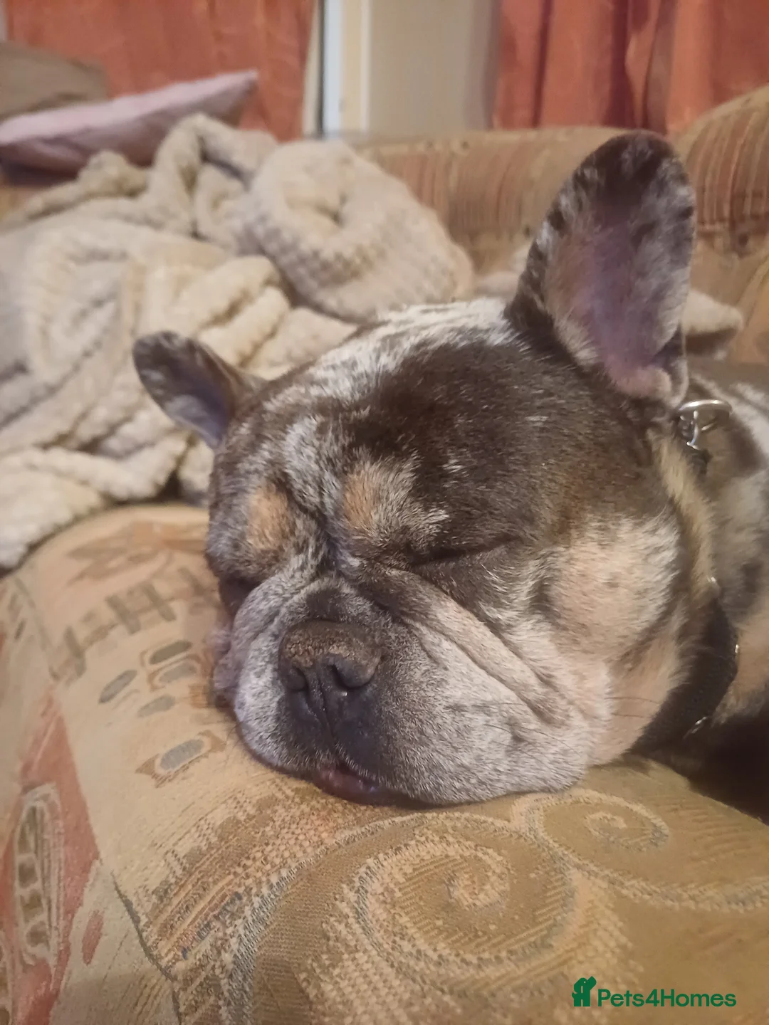 French Bulldog dogs for sale: 6 French bulldog pup in Chichester - Advert 6