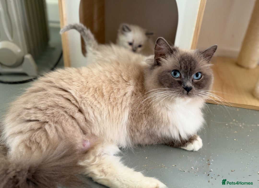 Ragdoll cats for sale: Gorgeous fluffy and friendly kittens  - Image 17