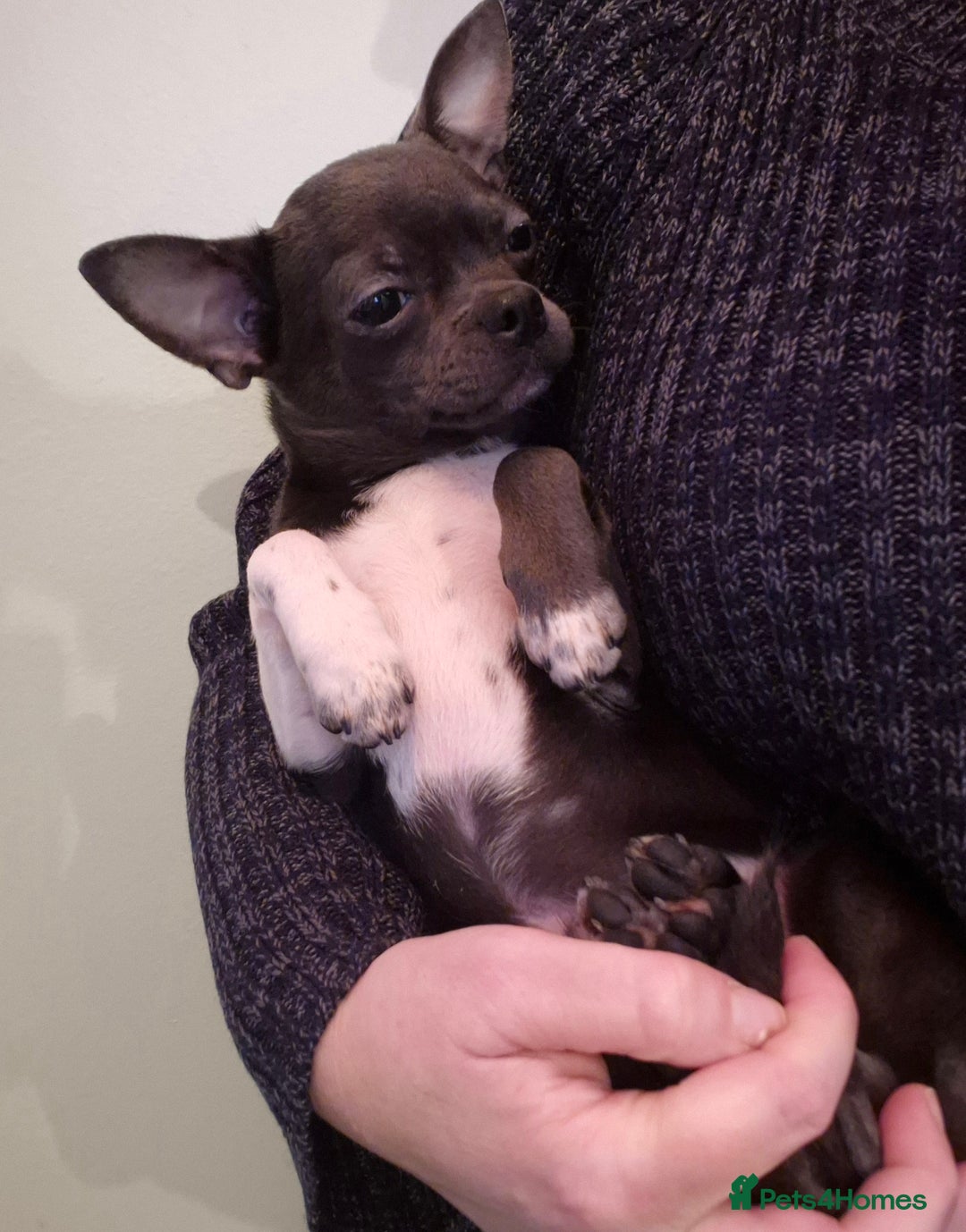 Chihuahua dogs for sale: Chihuahua Boy Available  - Advert 2