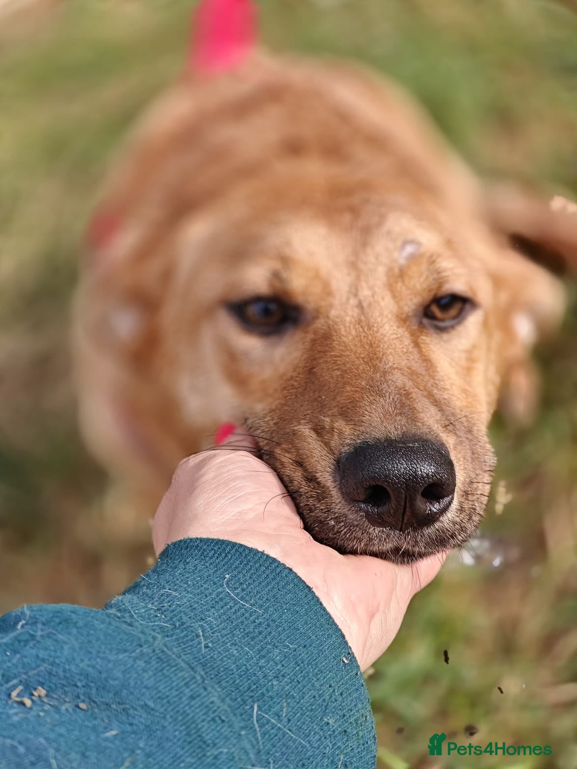 Mixed Breed dogs ❤️🐶 YARA – GENTLE, EASY, JUST LOVELY TO LIVE WITH - Advert 1