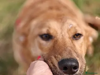 Mixed Breed dogs ❤️🐶 YARA – GENTLE, EASY, JUST LOVELY TO LIVE WITH - Advert 1