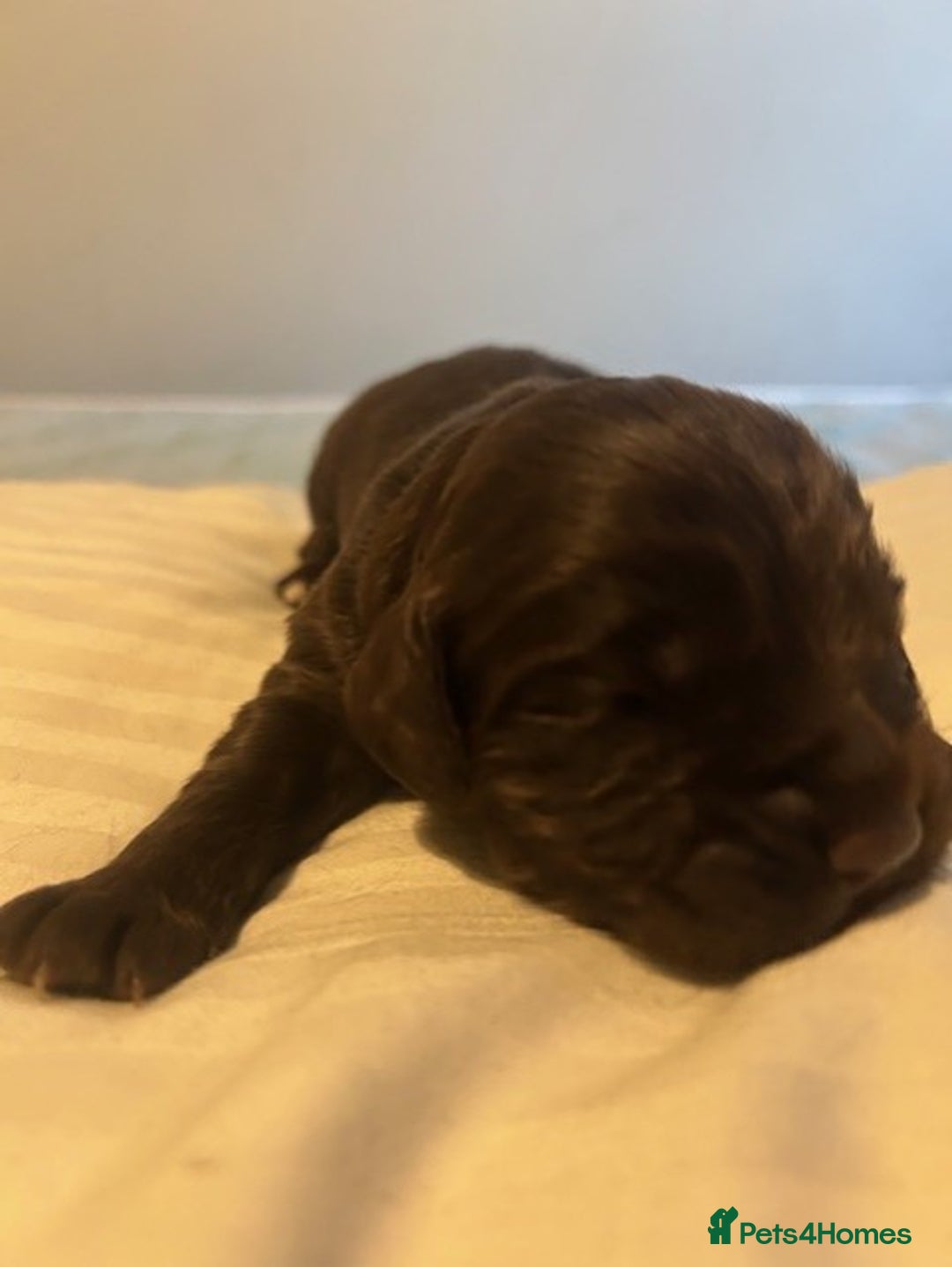 Cocker Spaniel dogs for sale: Working cocker spaniels for sale - Advert 5