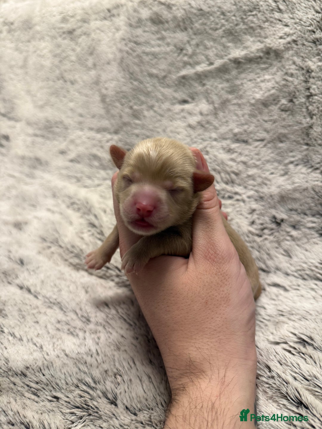 Mixed Breed dogs for sale: OUTSTANDING COLOURED TOY SCHNOODLES DNA CLEAR  - Advert 9