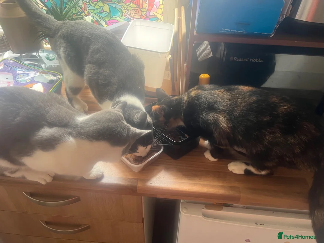Domestic Shorthair cats for adoption: Rescue Brothers 🤍🩶 - Advert 2