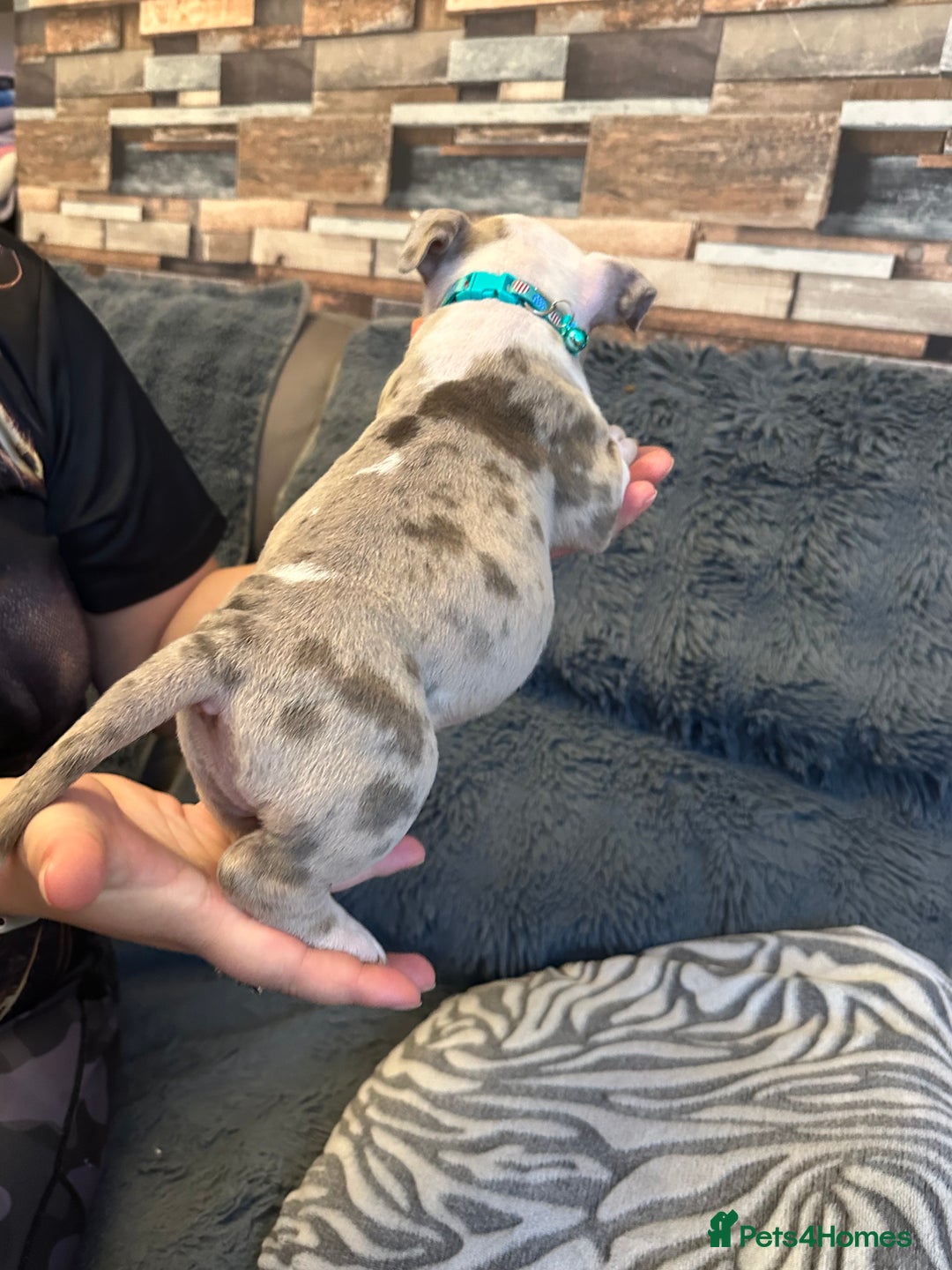 American Bully dogs for sale: 🐾 ABKC Registered Micro/Pocket Bully Puppies! 🐾 - Image 23