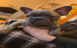 French Bulldog dogs for sale: 3 beautiful french bulldogs  - Image 6
