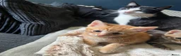 Domestic Shorthair cats for sale: 9 Gorgeous Kittens – Tabby, Ginger & Tortoiseshell - Advert 36