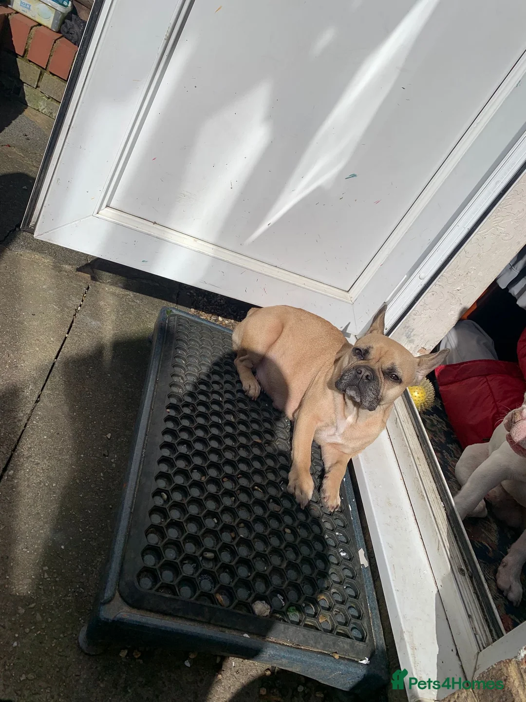 French Bulldog dogs for sale: 4 male French bulldogs  - Advert 1