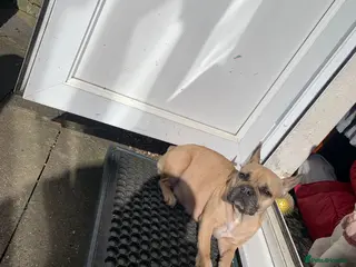 French Bulldog dogs 4 male French bulldogs - Advert 9