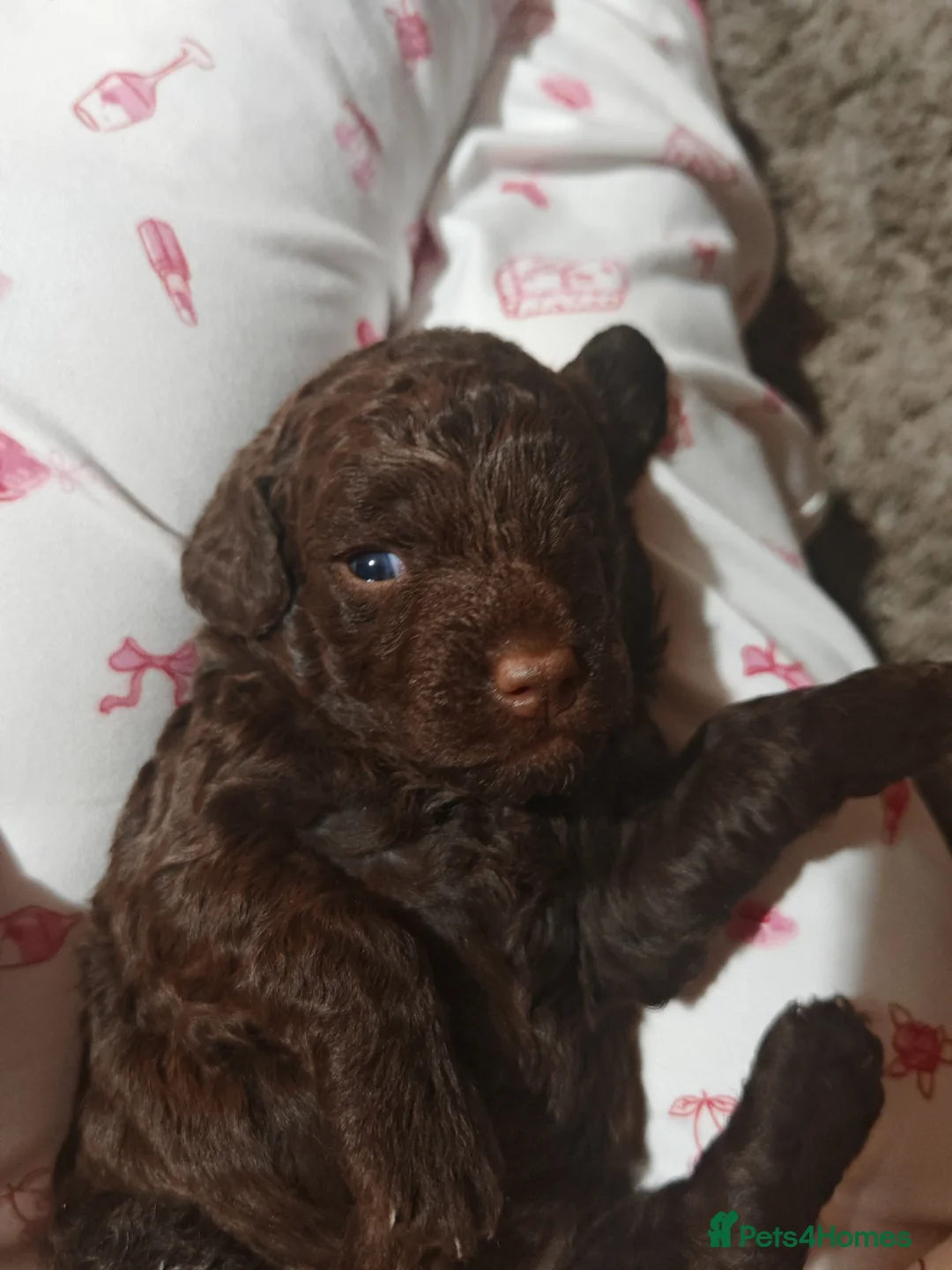 Cockapoo dogs for sale: Cockapoo puppies  - Advert 8