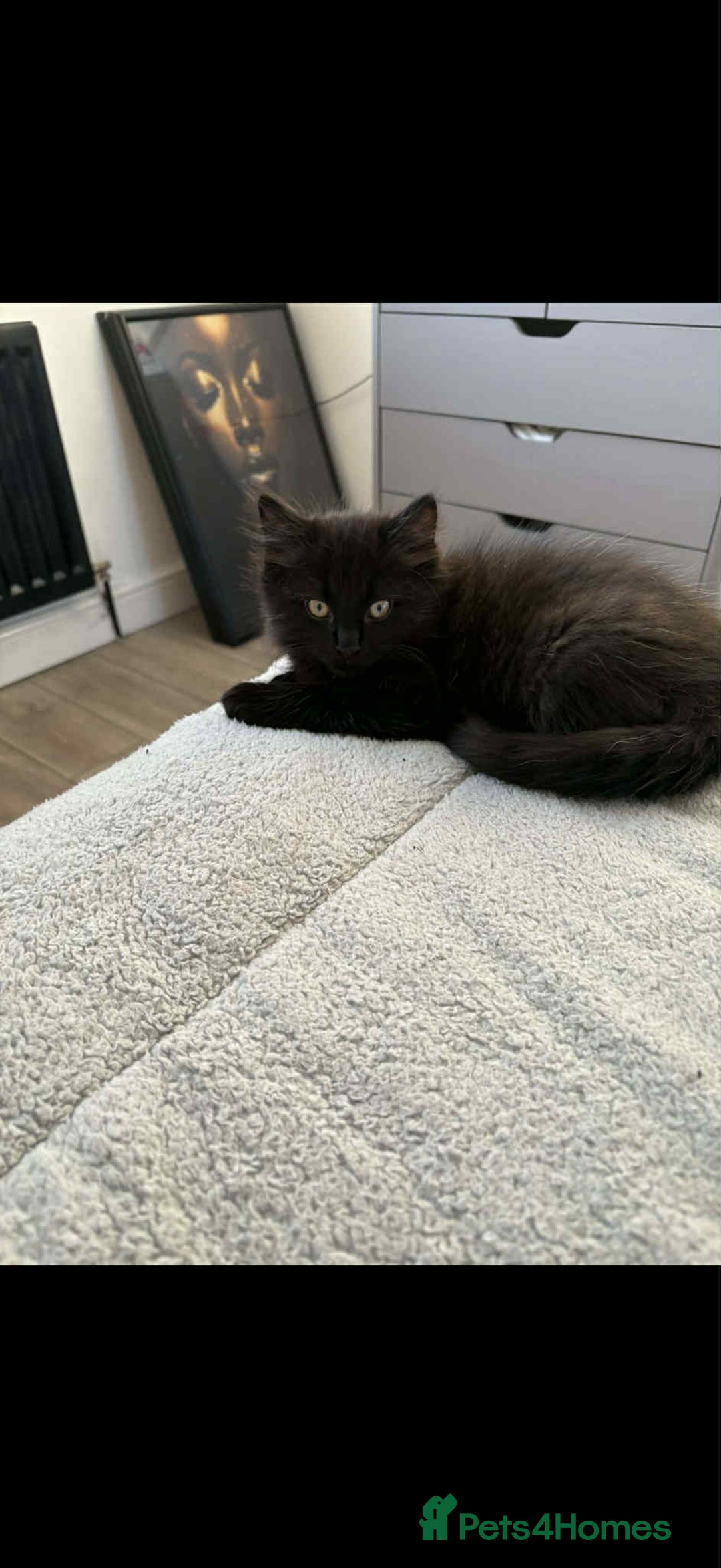 Mixed Breed cats for sale: Ragdoll/ mainecoon kitten  - Advert 1
