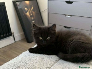 Mixed Breed cats Ragdoll/ mainecoon kitten - Advert 2