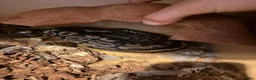 Snake reptiles for sale: Mexican black kingsnake & Royal python  - Advert 3