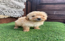 Goldendoodle dogs for sale: 4 beautiful golden doodle puppies ready to go!!!! - Image 4