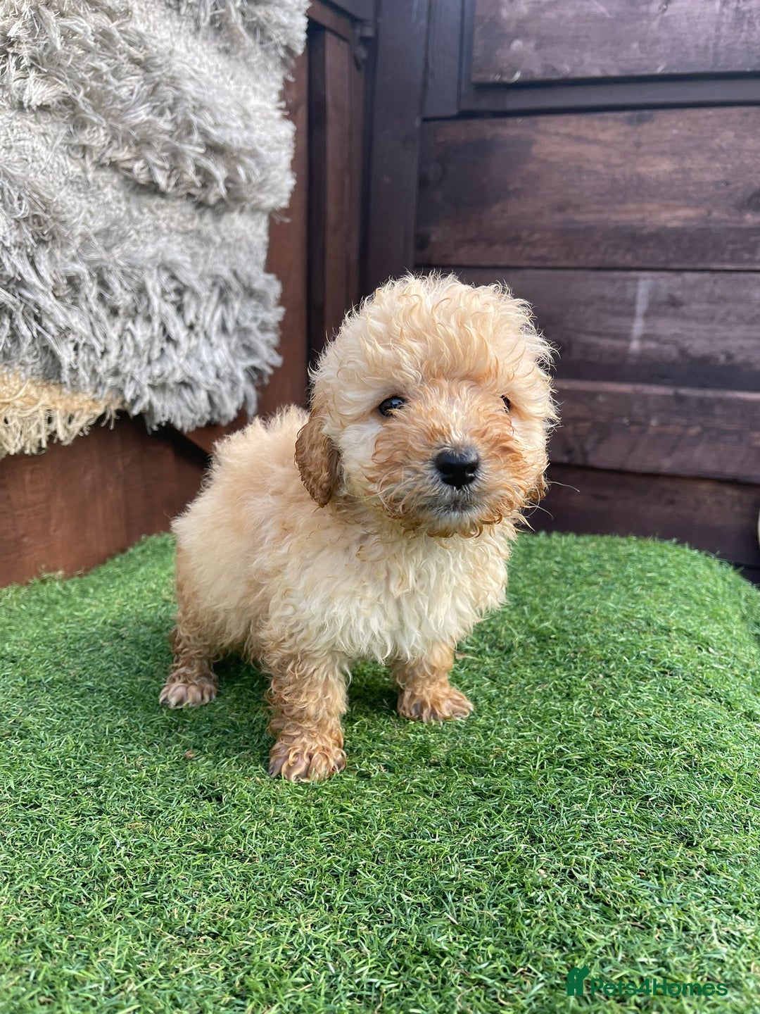 Goldendoodle dogs for sale: 4 beautiful golden doodle puppies ready to go!!!! - Image 4