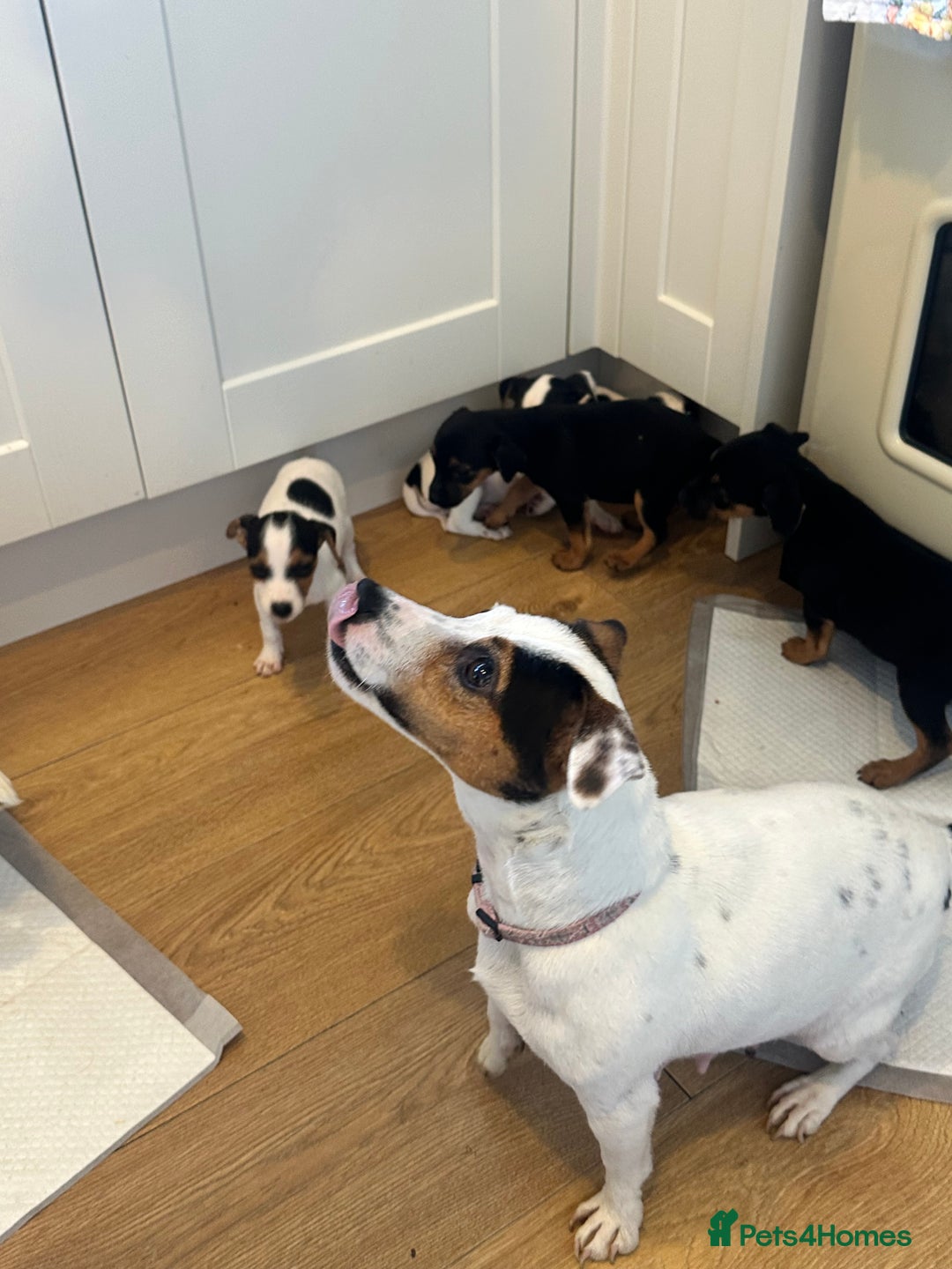 Jack Russell dogs for sale: Traditional Jack Russell Puppies  - Image 5