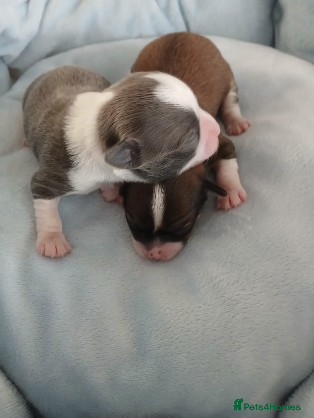 Chihuahua dogs for sale: Excellent pedigree long haired chihuahuas  - Advert 2