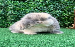 Mini Lop rabbits for sale: Mini lop babies 🌟 in Hartlepool - Image 16