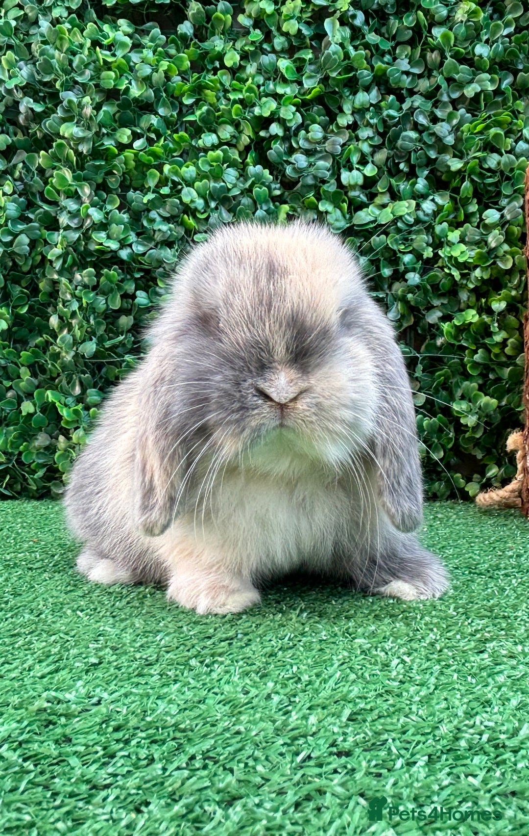 Mini Lop rabbits for sale: Mini lop babies 🌟 in Hartlepool - Image 16