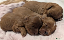 Cavapoo dogs for sale: Rare extensively health tested F1 cavapoos  - Image 19