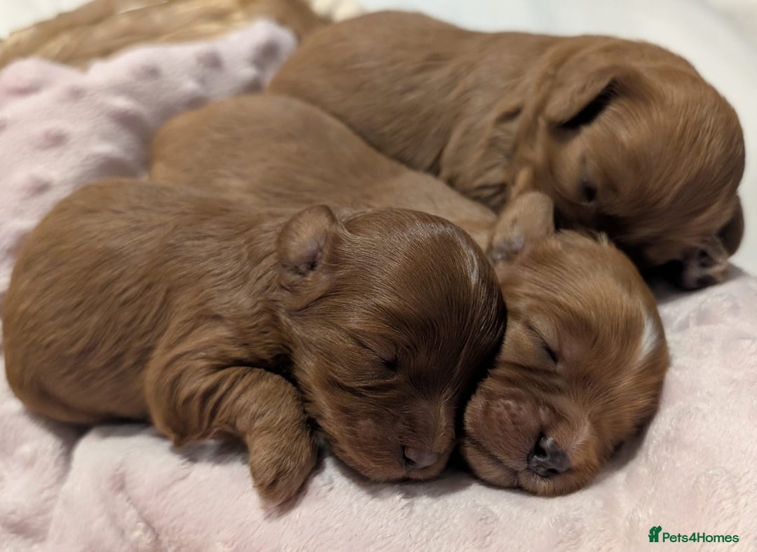 Cavapoo dogs for sale: Rare extensively health tested F1 cavapoos  - Image 19