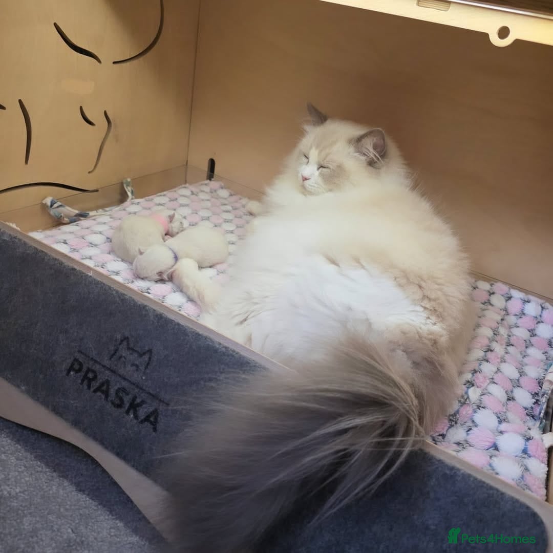 Ragdoll cats Stunning Pure Ragdoll Babies in London - Advert 2