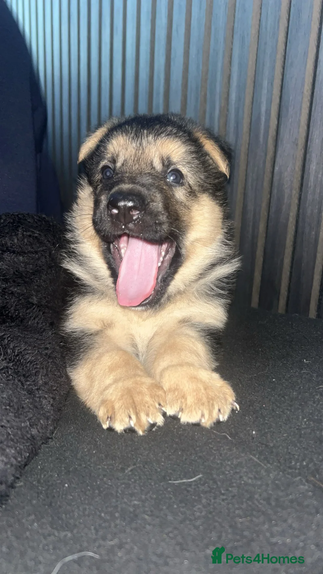 German Shepherd dogs for sale: German shepherd puppies - Advert 1