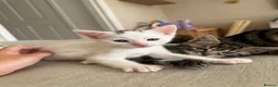 Domestic Shorthair cats for sale: Male Kittens Ready In TWO WEEKS - Advert 10