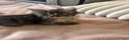 Mixed Breed cats for sale: Ragdoll x Maine coon - Advert 11