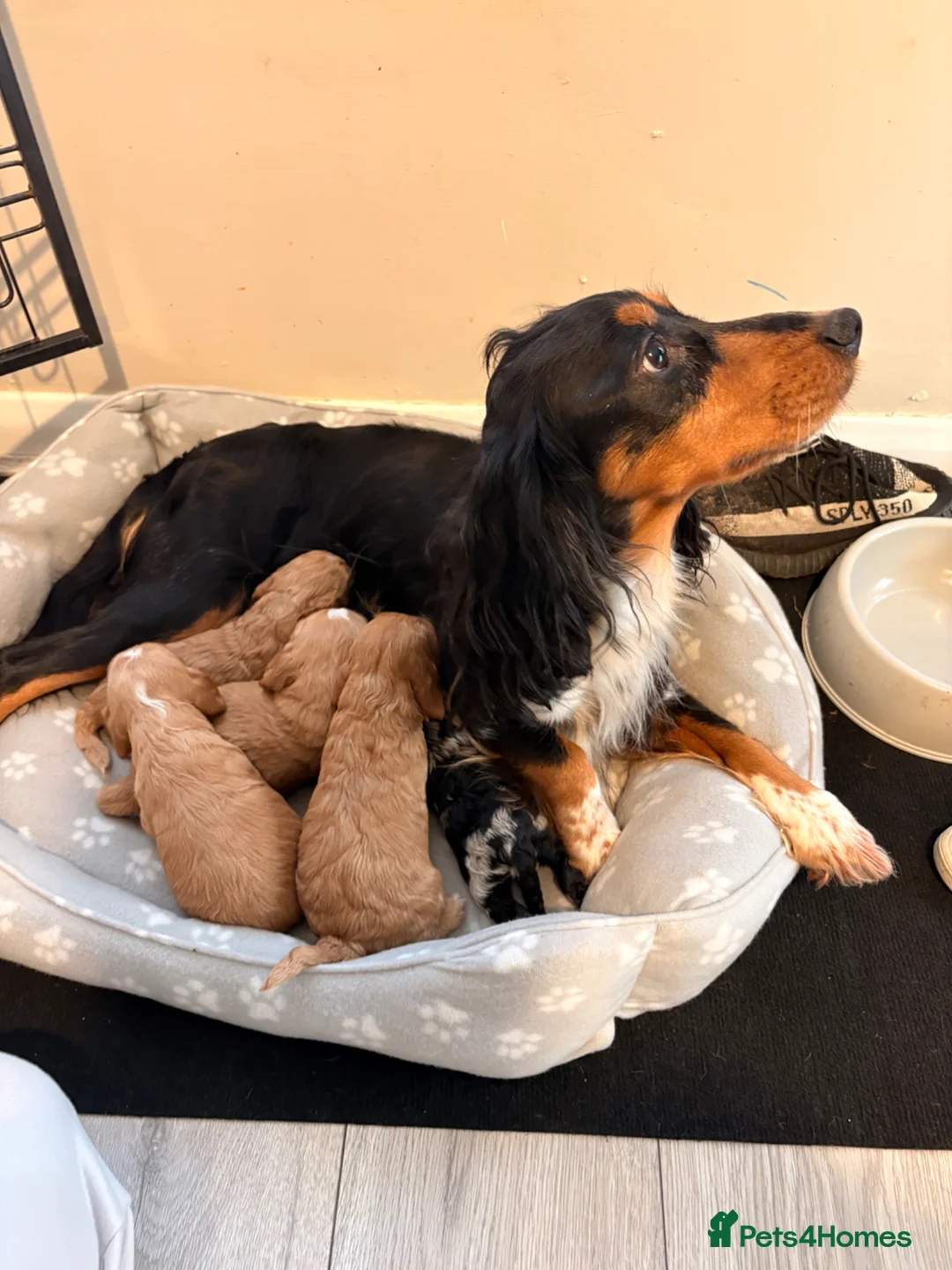 Cockapoo dogs for sale: Cockapoo puppies  - Advert 8