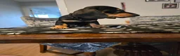 Dachshund dogs for sale: Beautiful short hair dachshund puppies in Bournemouth - Advert 32