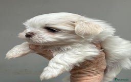 Shih Tzu dogs for sale: Imperial shihtzu puppies  - Image 3