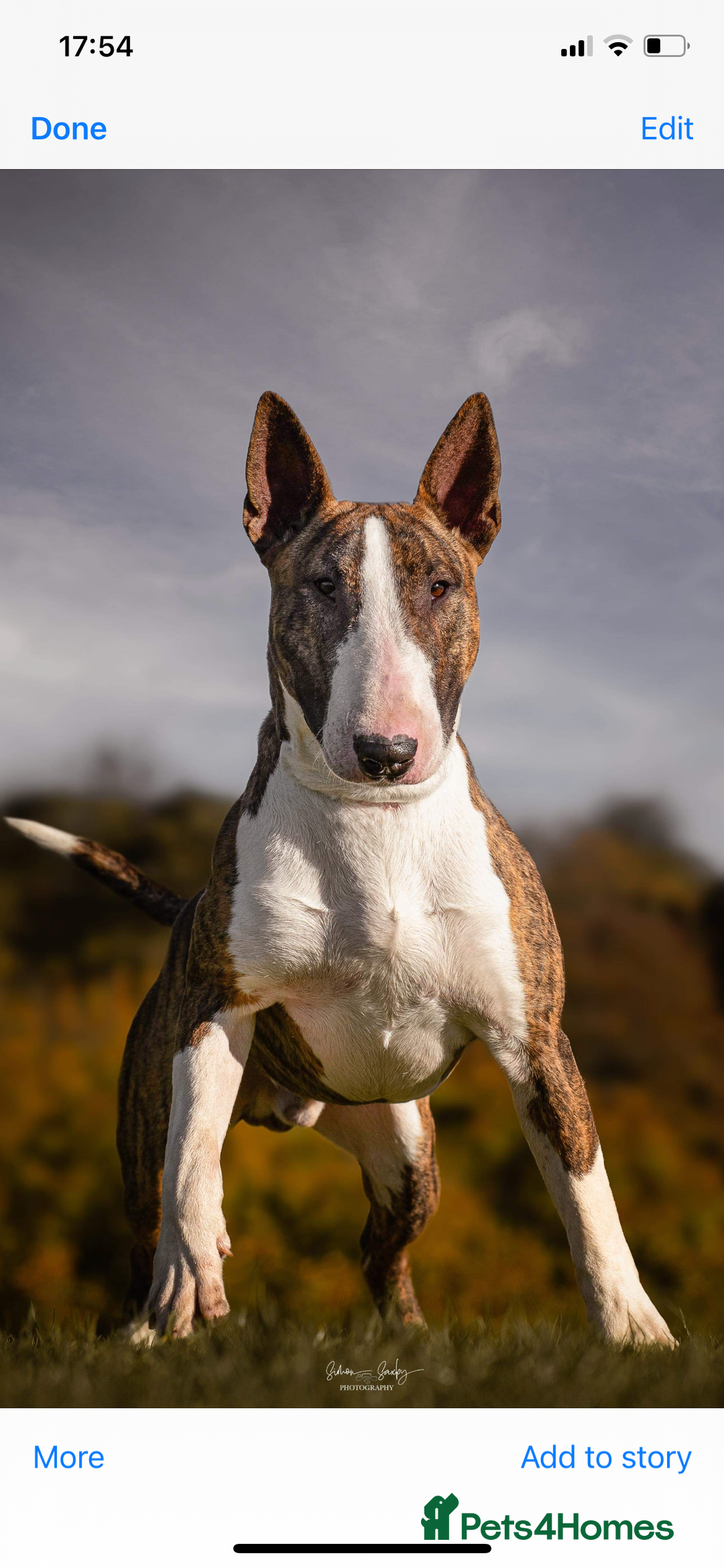 English Bull Terrier dogs for sale: KC English Bull Terrier puppies available  - Advert 11