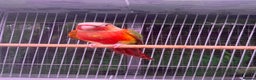 Conures birds for sale: Hand reared Green Cheek Conures  - Advert 4