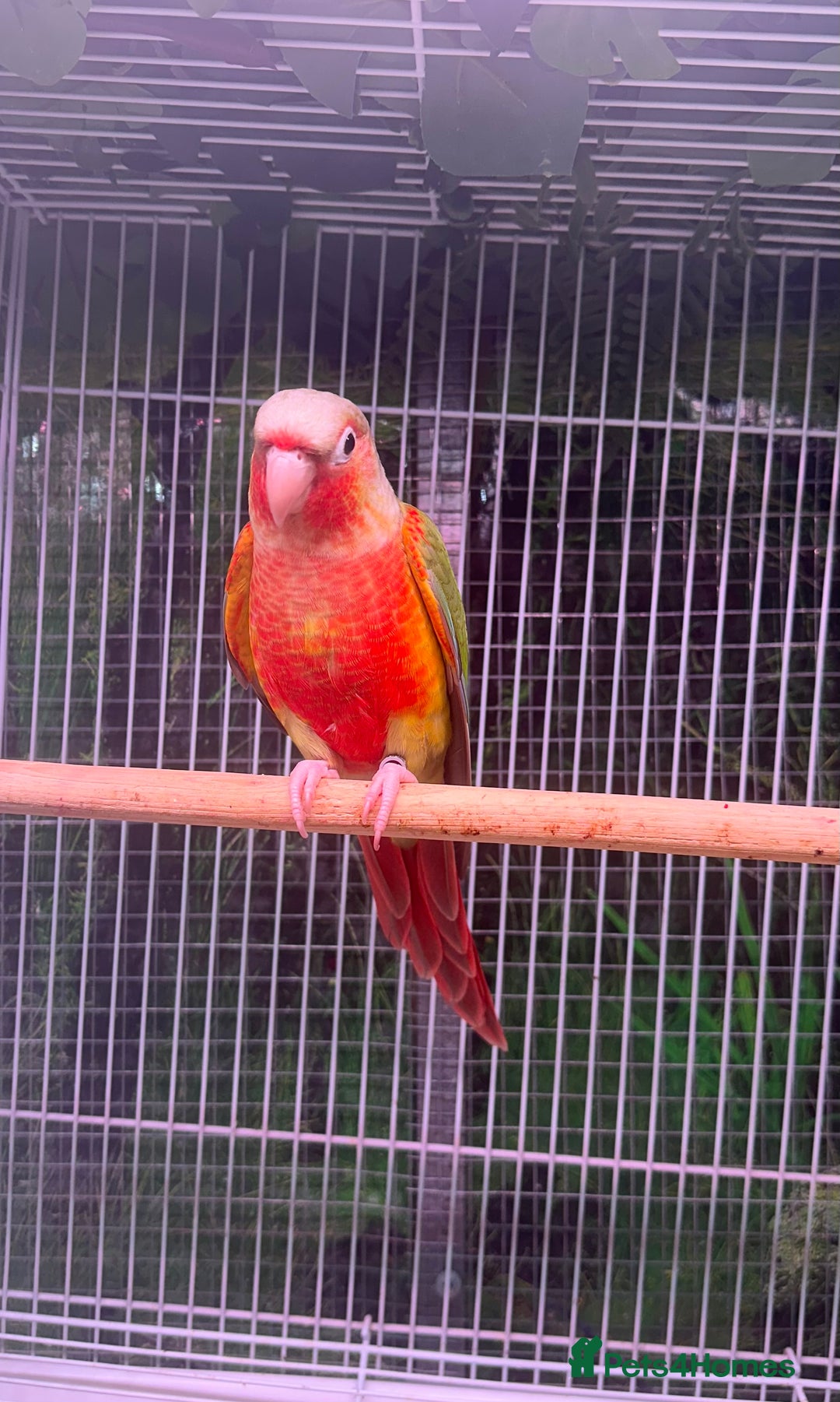 Conures birds for sale: Hand reared Green Cheek Conures  - Advert 4