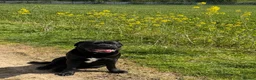 Mixed Breed dogs for sale: 5 year old male dog  in Nuneaton - Advert 4