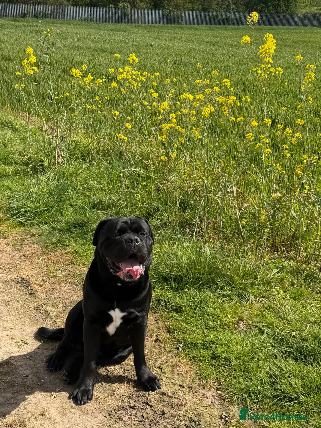 Mixed Breed dogs for sale: 5 year old male dog  in Nuneaton - Advert 4