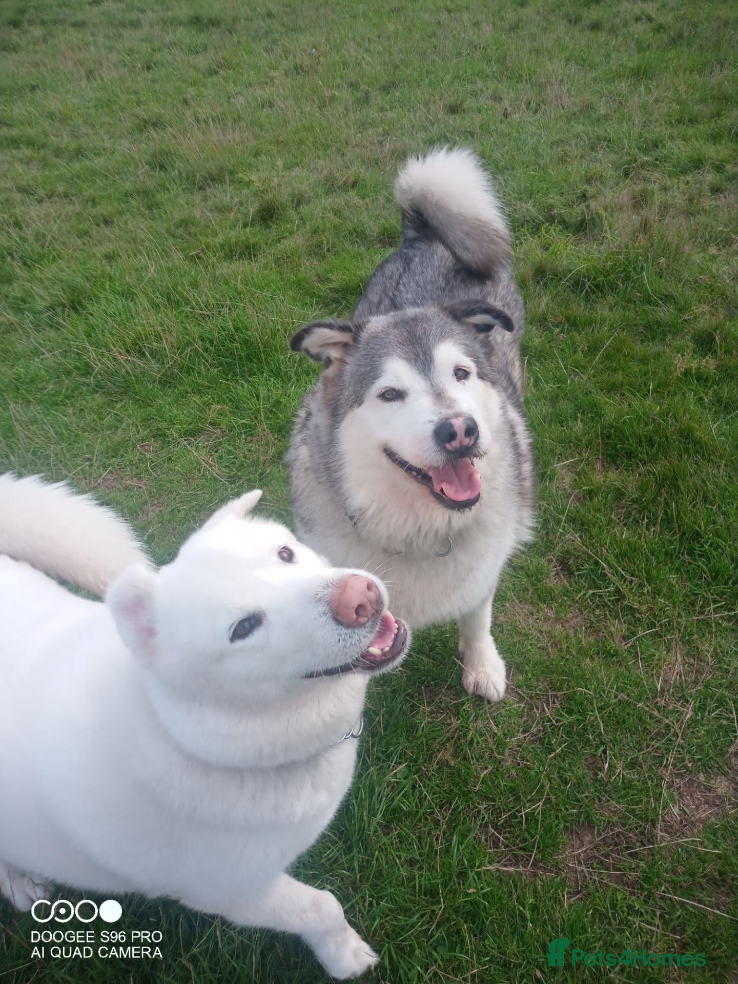 Alaskan Malamute dogs Miss Lynsey blunden - Advert 1