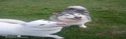 Alaskan Malamute dogs for sale: Miss Lynsey blunden - Advert 1