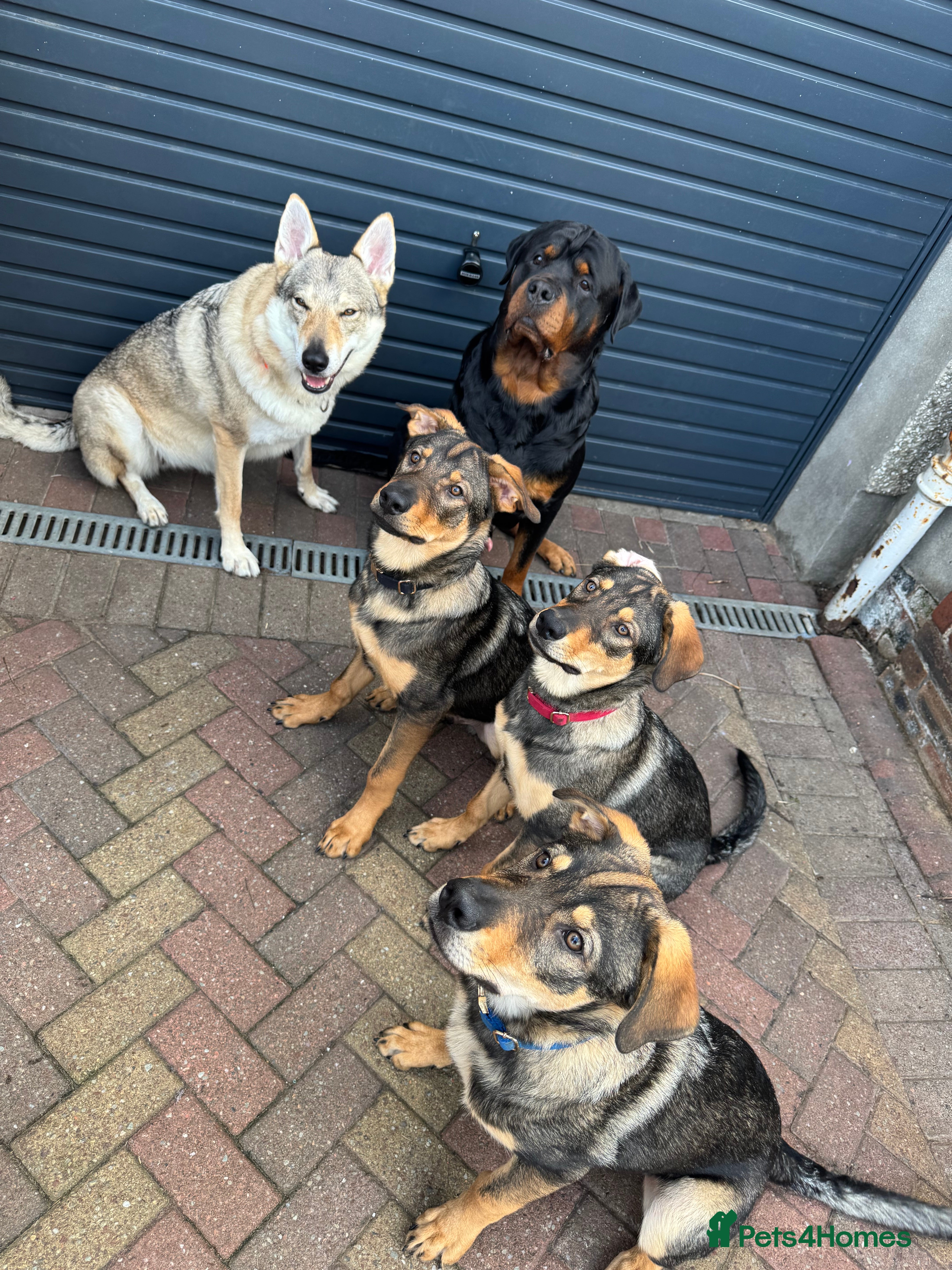 Mixed Breed dogs Unique rare breed - Advert 1